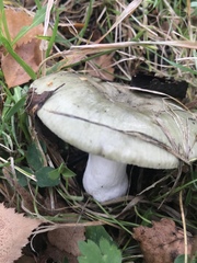 Russula grisea