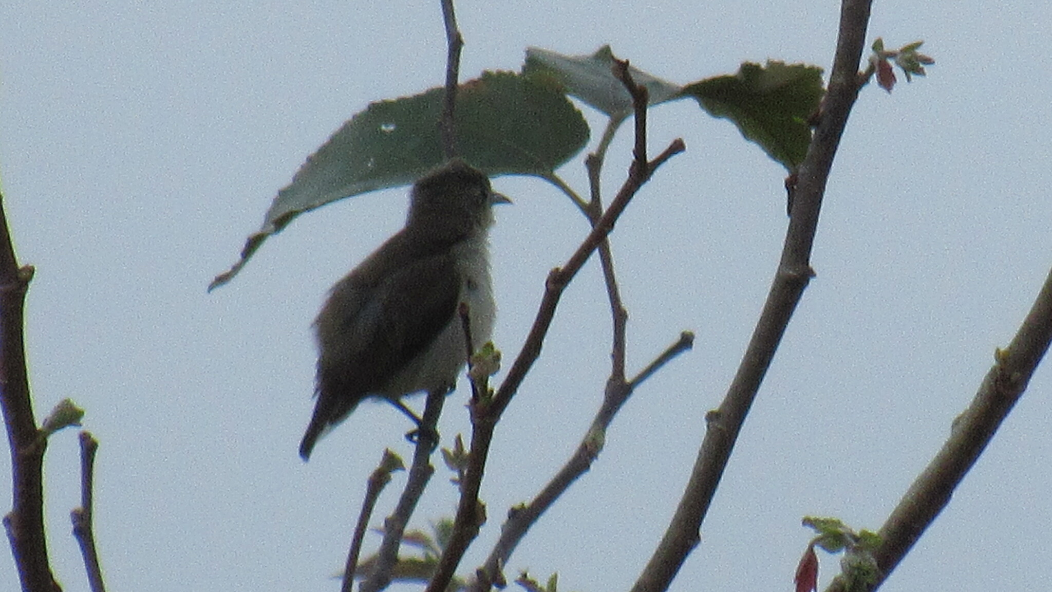 Nilgiri Flowerpecker