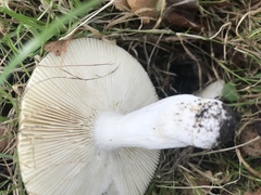 Russula grisea