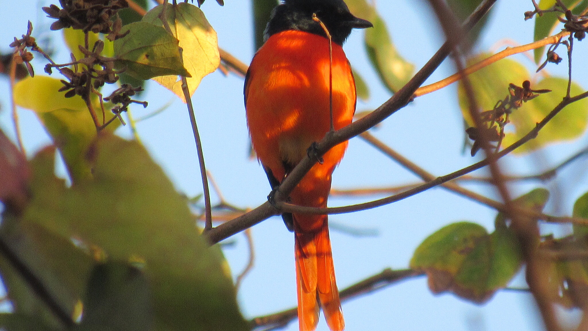 Scarlet Minivet