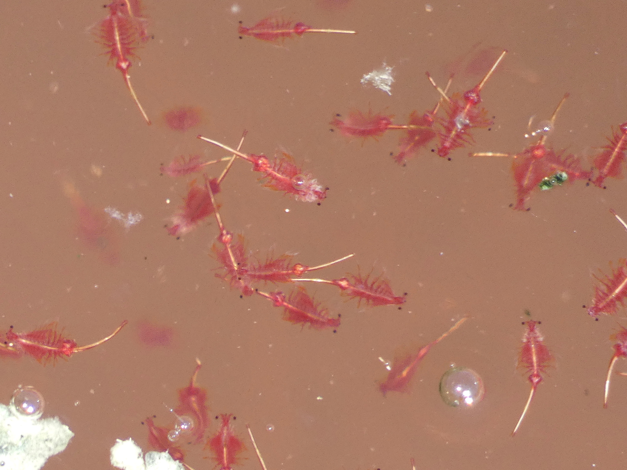 Artemia salina (Linnaeus, 1758)