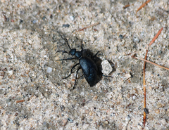 Meloe angusticollis