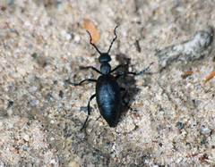 Meloe angusticollis