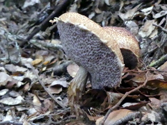 Austroboletus