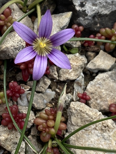 Romulea variicolor