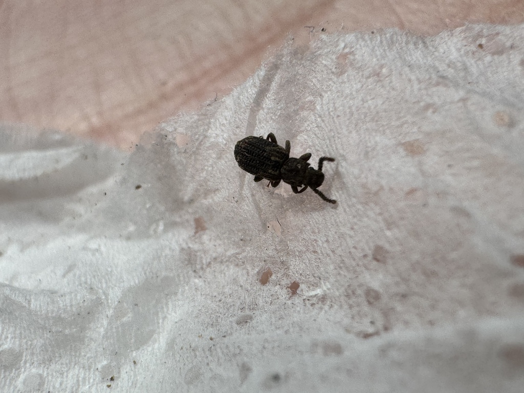 Cucujiform Beetles from Castro dei Volsci, Lazio, IT on February 24 ...