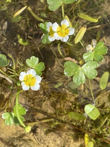 Small-fruited Water-crowfoot (Ranunculus saniculifolius)