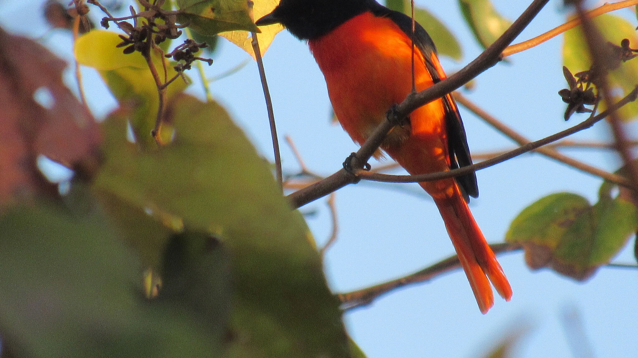 Scarlet Minivet