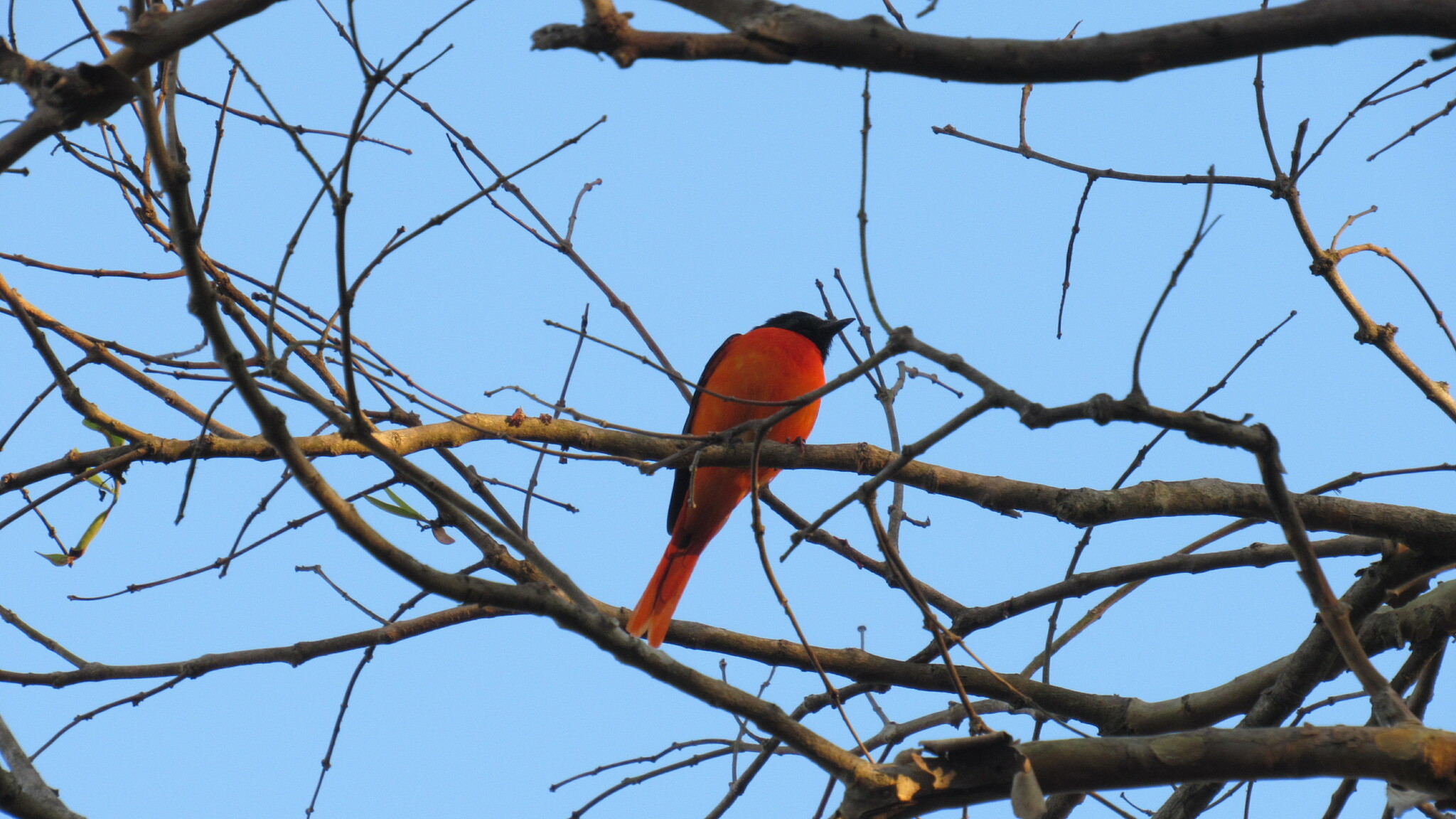 Scarlet Minivet