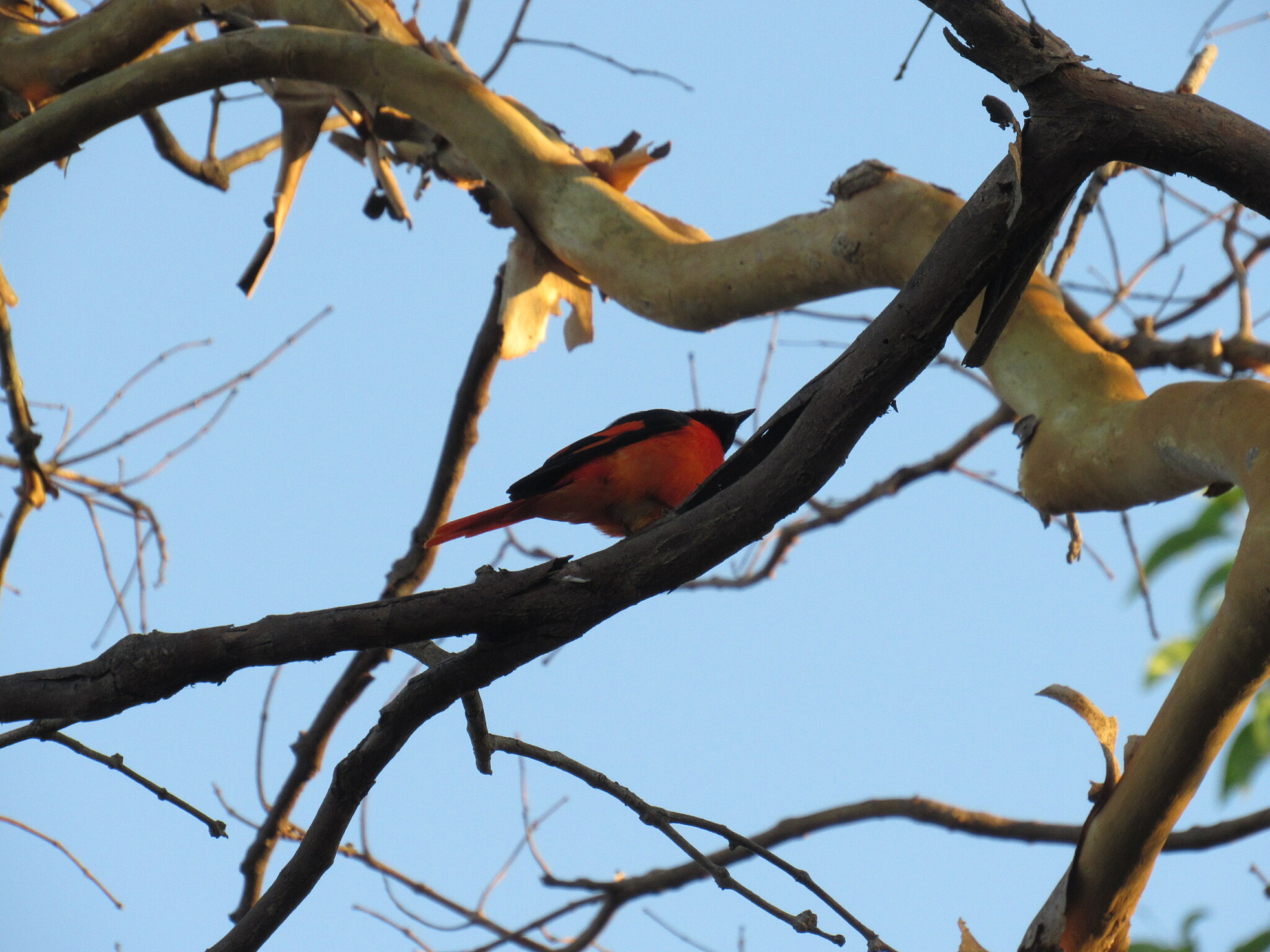 Scarlet Minivet