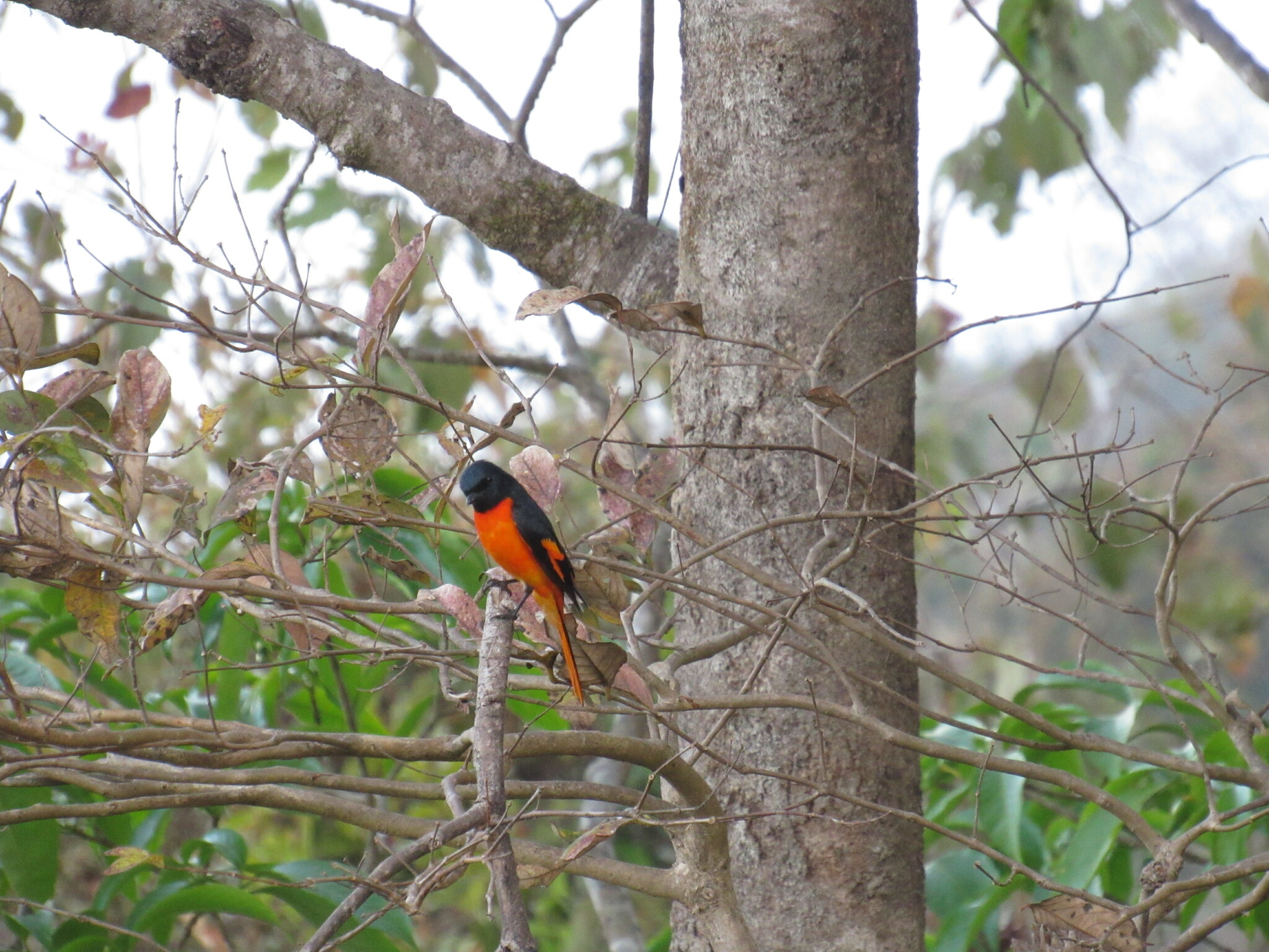 Scarlet Minivet