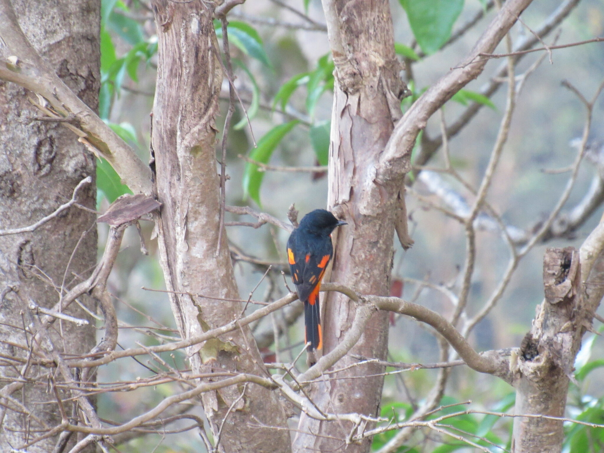 Scarlet Minivet