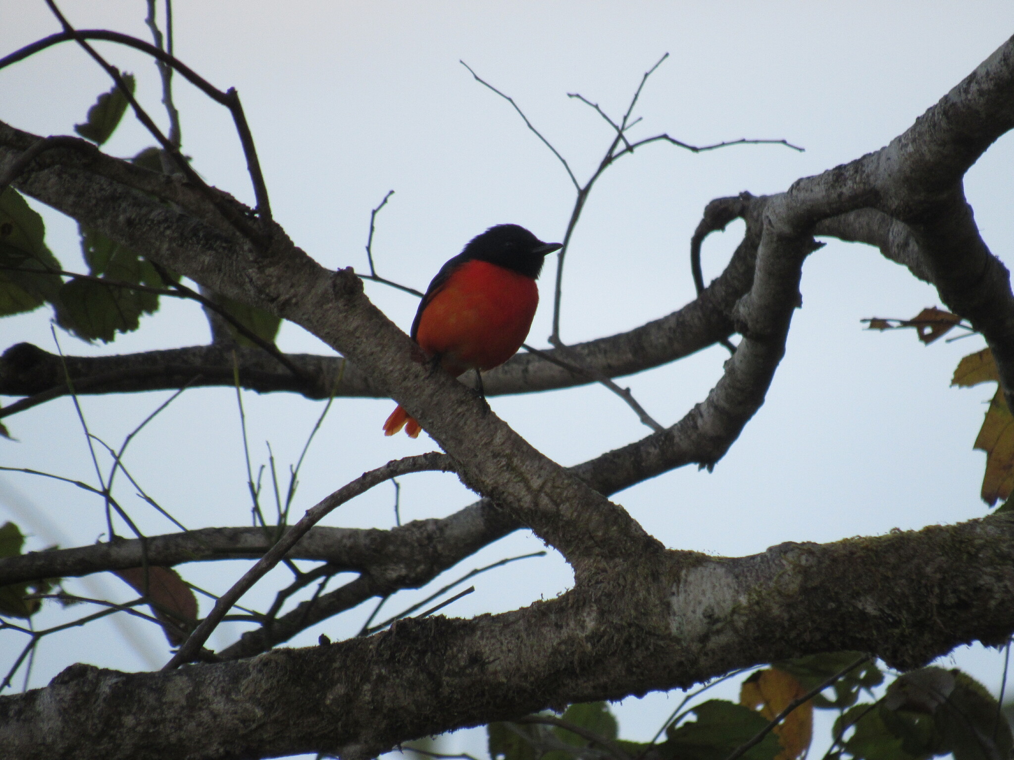 Scarlet Minivet