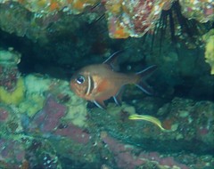 Trachichthys australis