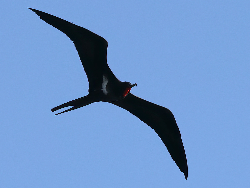 Lesser Frigatebird (Fregata ariel) photo