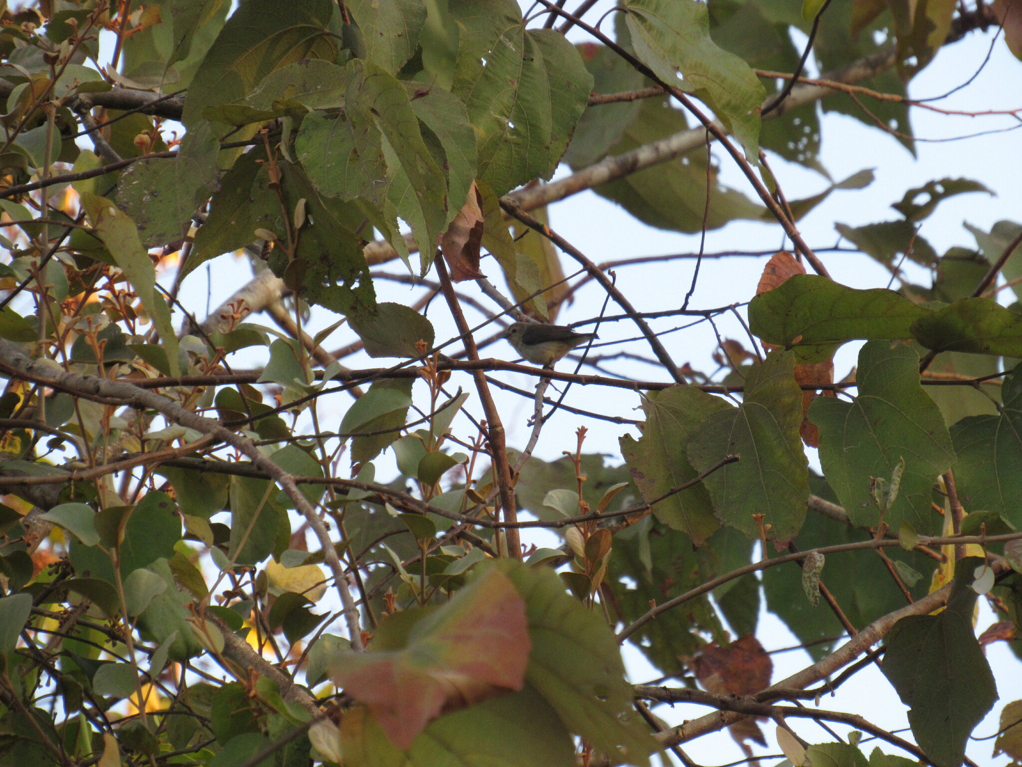Nilgiri Flowerpecker