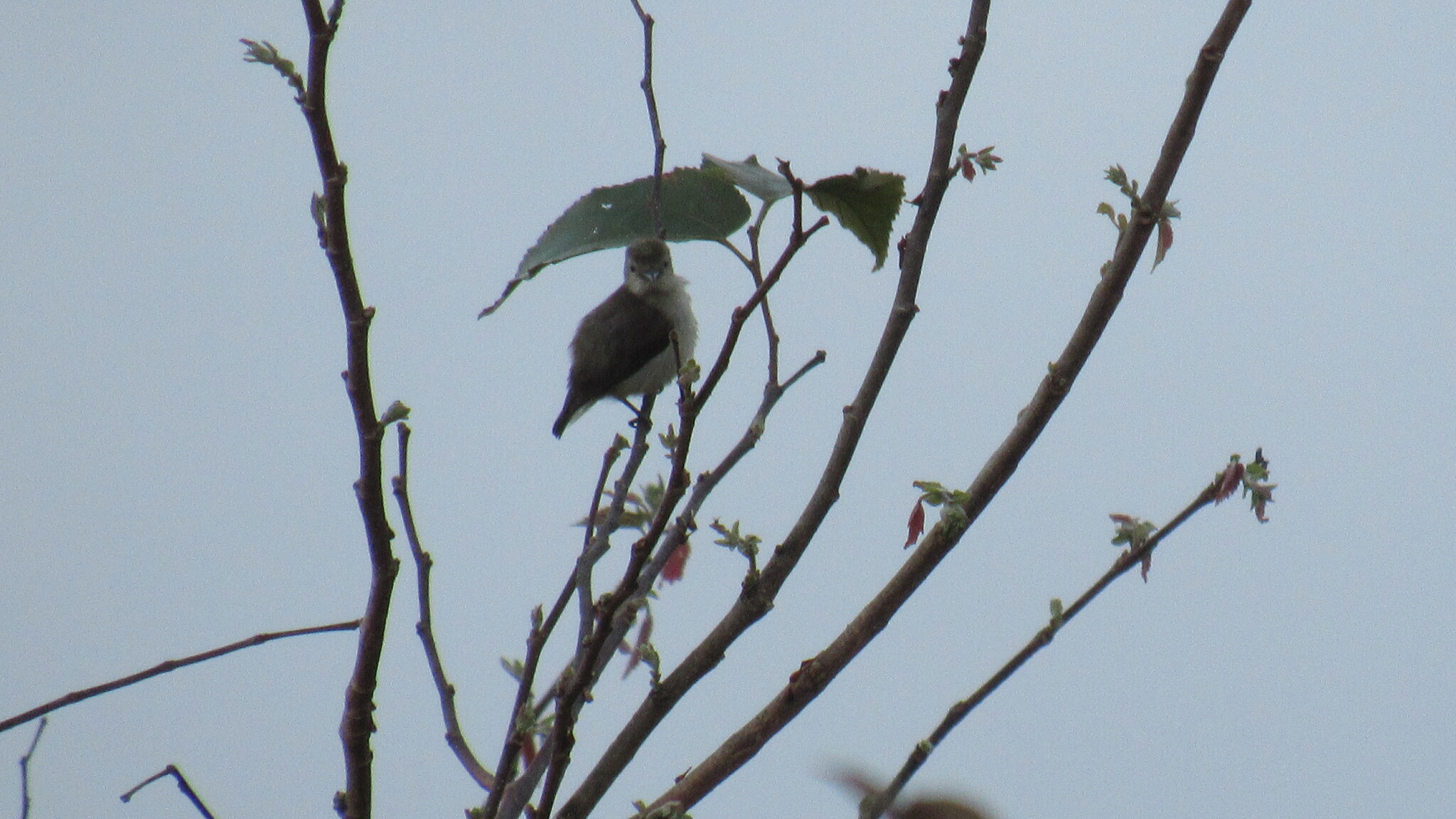 Nilgiri Flowerpecker