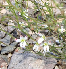 Nemacladus orientalis