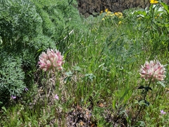 Trifolium macrocephalum