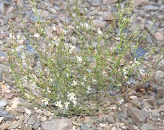 Nemacladus orientalis