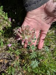 Trifolium macrocephalum