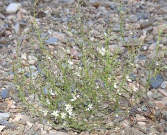 Nemacladus orientalis