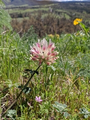 Trifolium macrocephalum