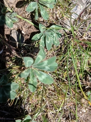 Trifolium macrocephalum