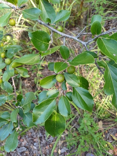 governors-plum