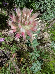 Trifolium macrocephalum