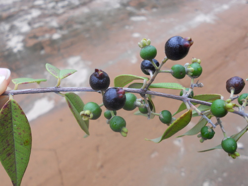 Foto de Cambuí-preto