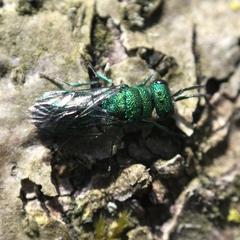 Chrysura