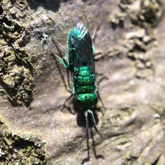 Chrysura