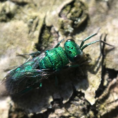 Chrysura