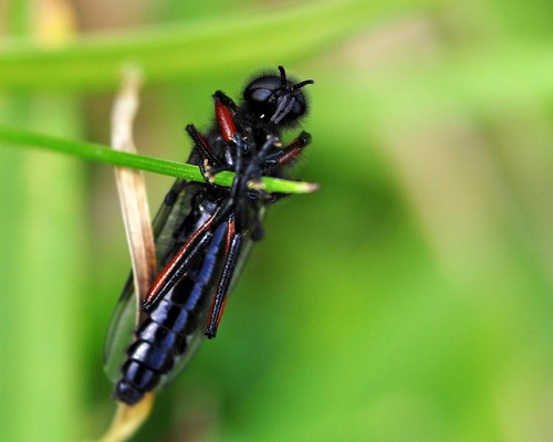 Red-thighed St Mark's Fly