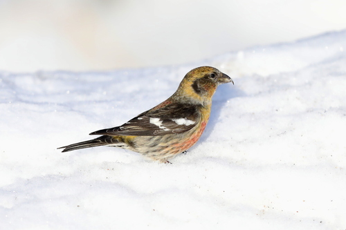 White-winged Crossbill