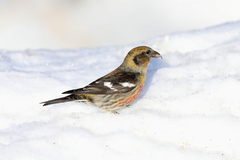 Two-Barred Crossbill photo 5