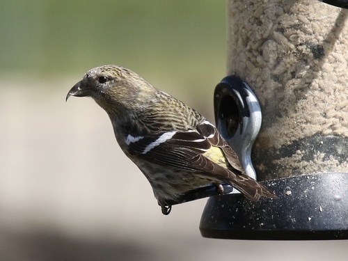 White-winged Crossbill