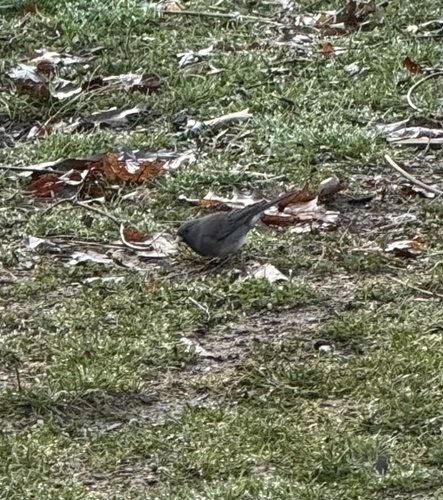 Dark-eyed Junco photographed in Virginia