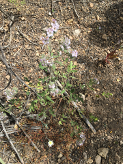 Phacelia cicutaria hispida