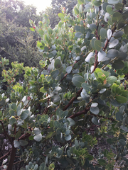 Arctostaphylos glauca