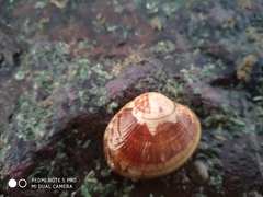 Gafrarium divaricatum