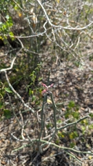 (c) Dan Riley, some rights reserved (CC BY) Euphorbia personata, photograph (c) Dan Riley, some rights reserved (CC BY)