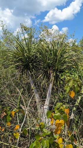 Beaucarnea pliabilis (Beaucarnea pliabilis)