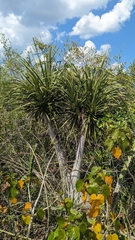 Beaucarnea pliabilis