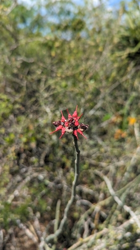Euphorbia personata, photograph 4