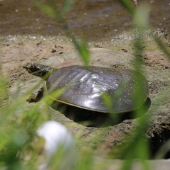 Apalone spinifera guadalupensis