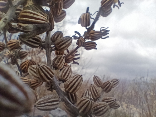 Beiselia mexicana, photograph 4