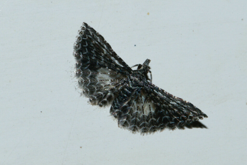 Alucita acalyptra