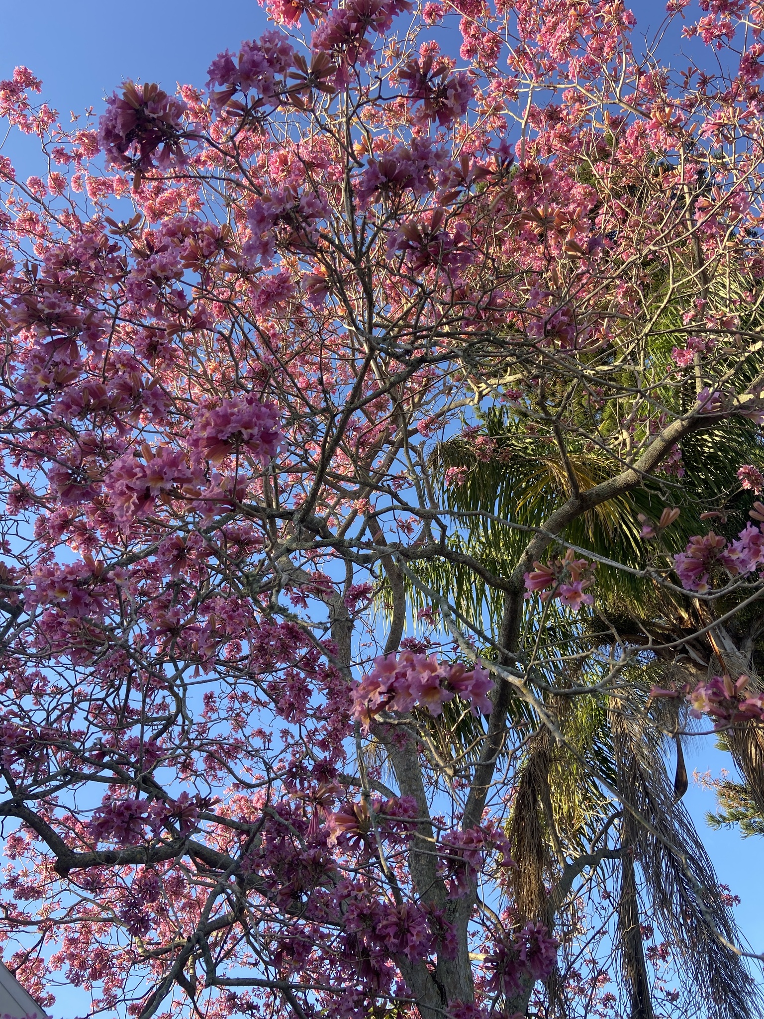 Imagem de Ipê-roxo